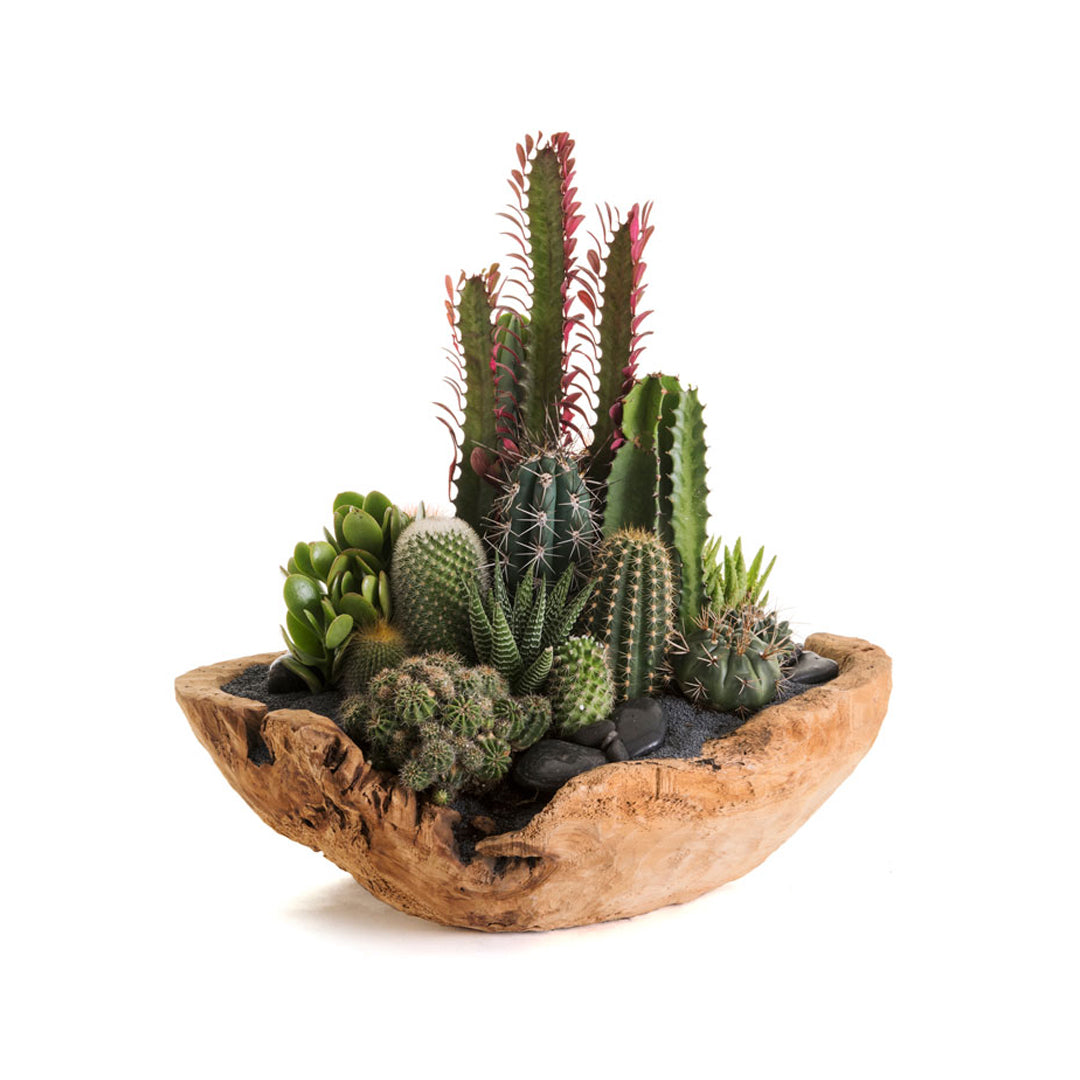 Natural Wood Low Bowl - Green Garden (Black Top)