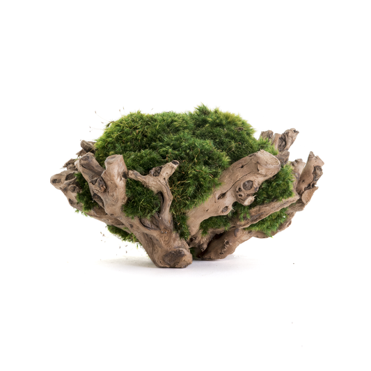 Natural Wood base Bowl with Moss (8" H x 18" W)