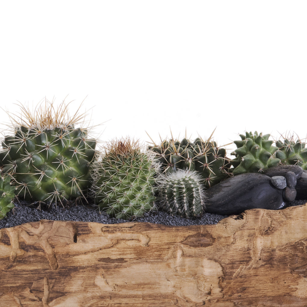 Natural Wood Trough - Low Green Garden