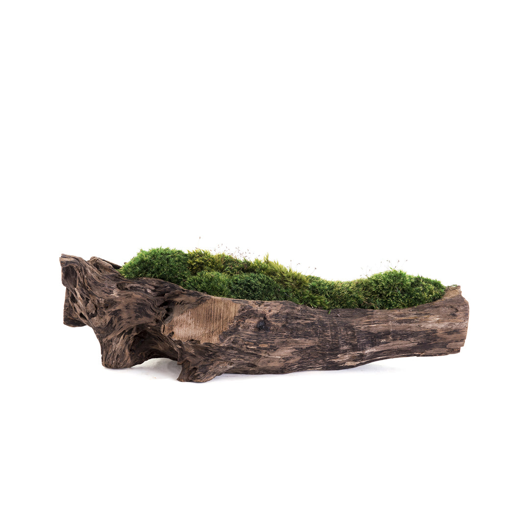 Natural Wood Trough with Moss