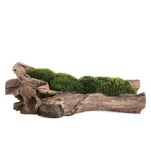 Natural Wood Trough with Moss