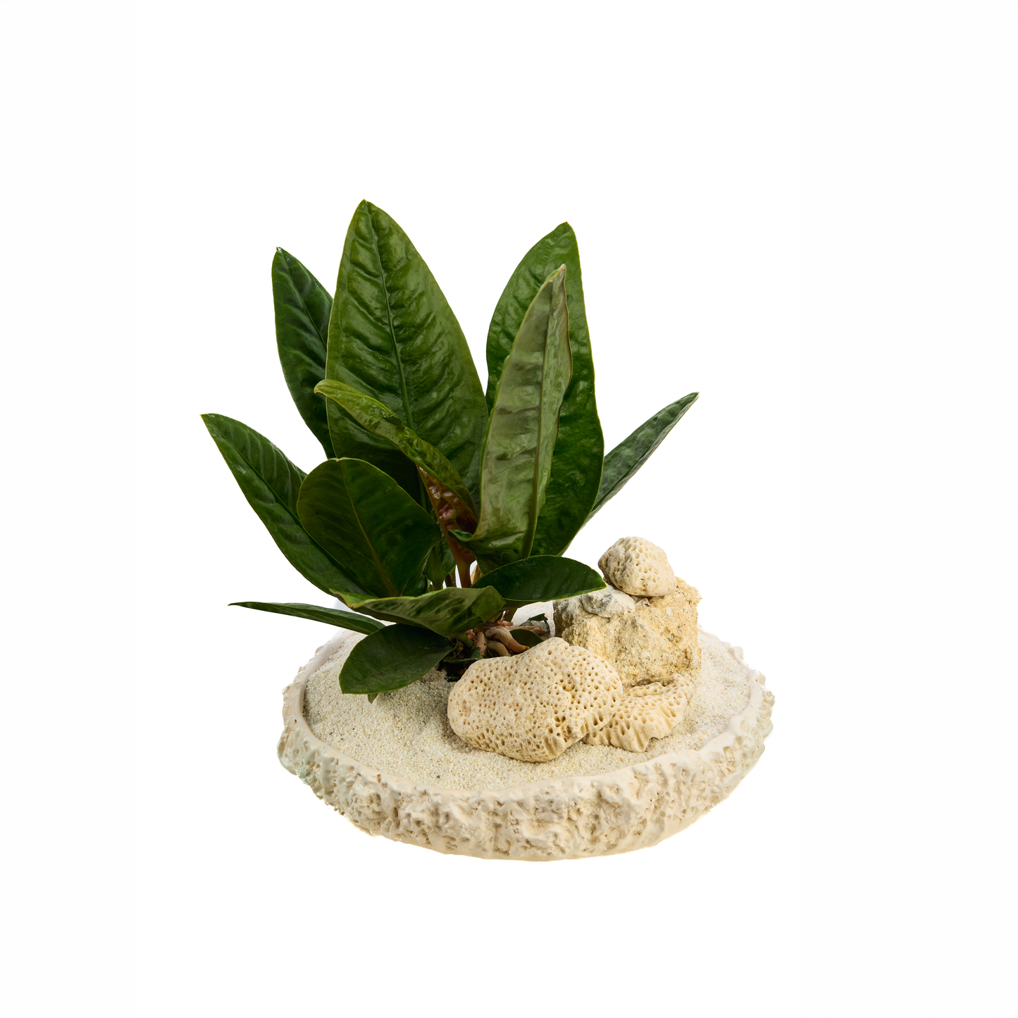 Handmade Ceramic D13" - Chu Collection - Anthurium Superbum Plant The Future