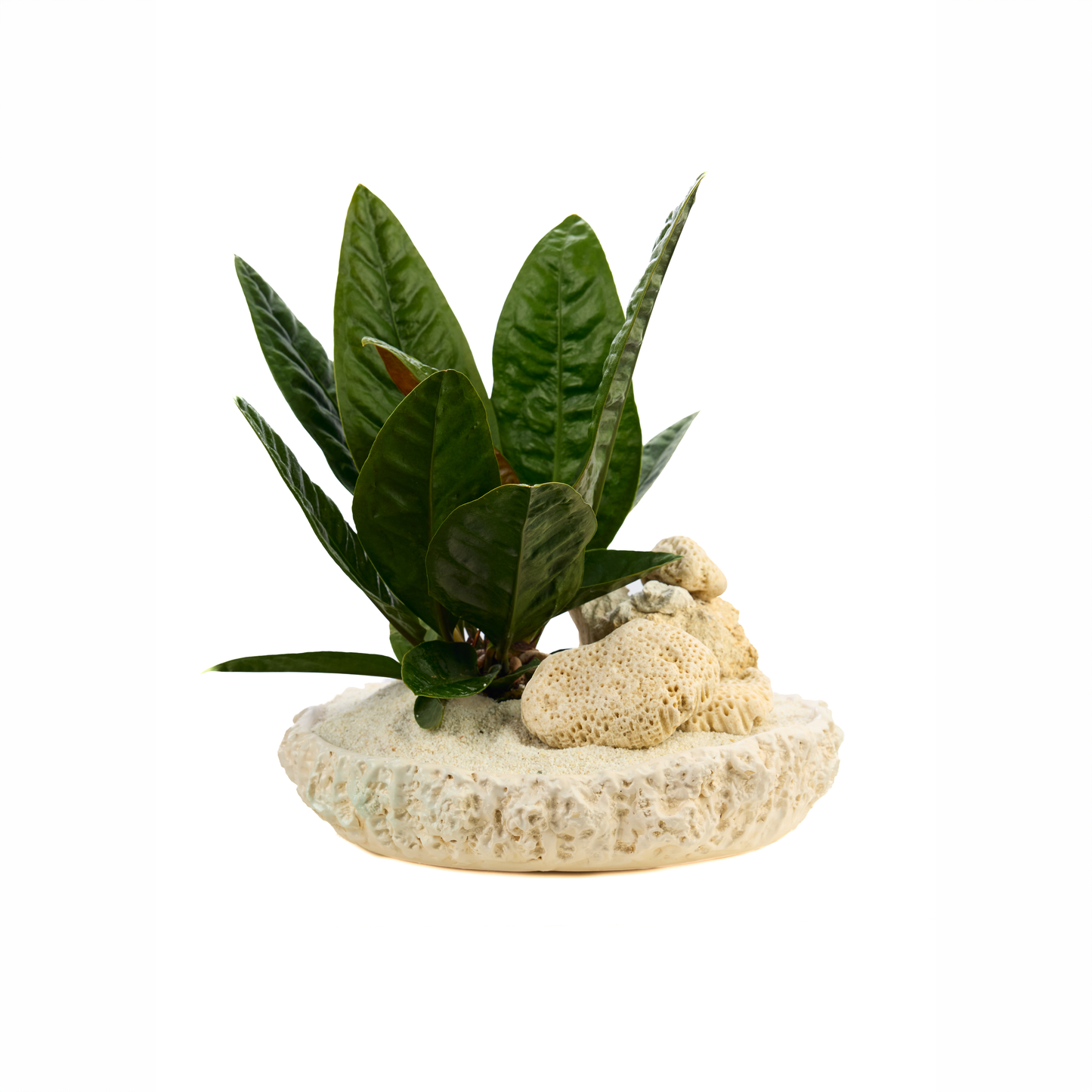 Handmade Ceramic D13" - Chu Collection - Anthurium Superbum Plant The Future