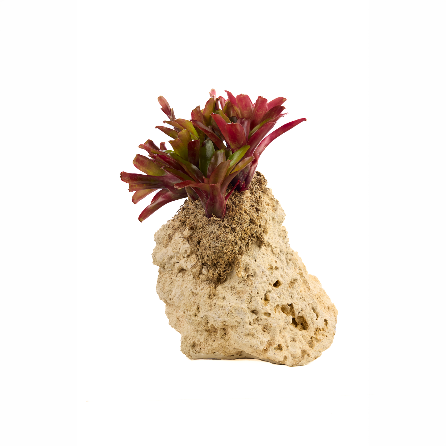 Handmade Keystone with Fireball Bromeliads Plant the Future
