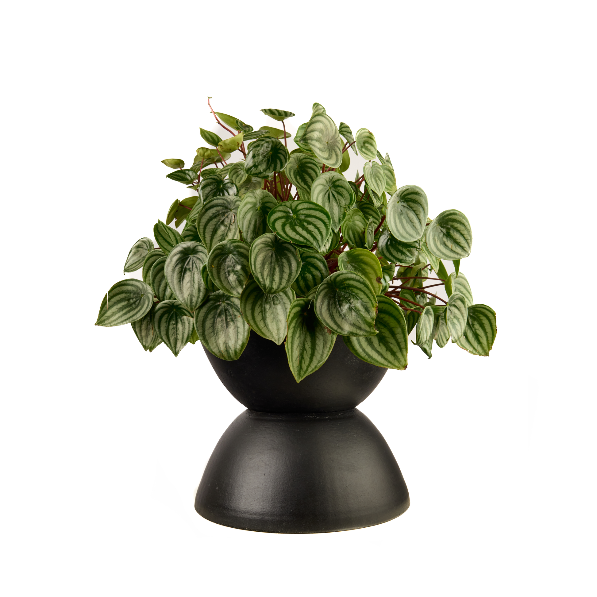 Totem Sculpture Black Short with Peperomia Plant The Future
