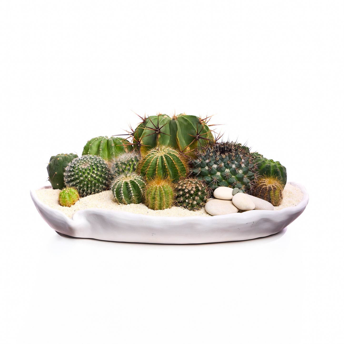 Ceramic Petale Bowl White - Cactus Plant the Future