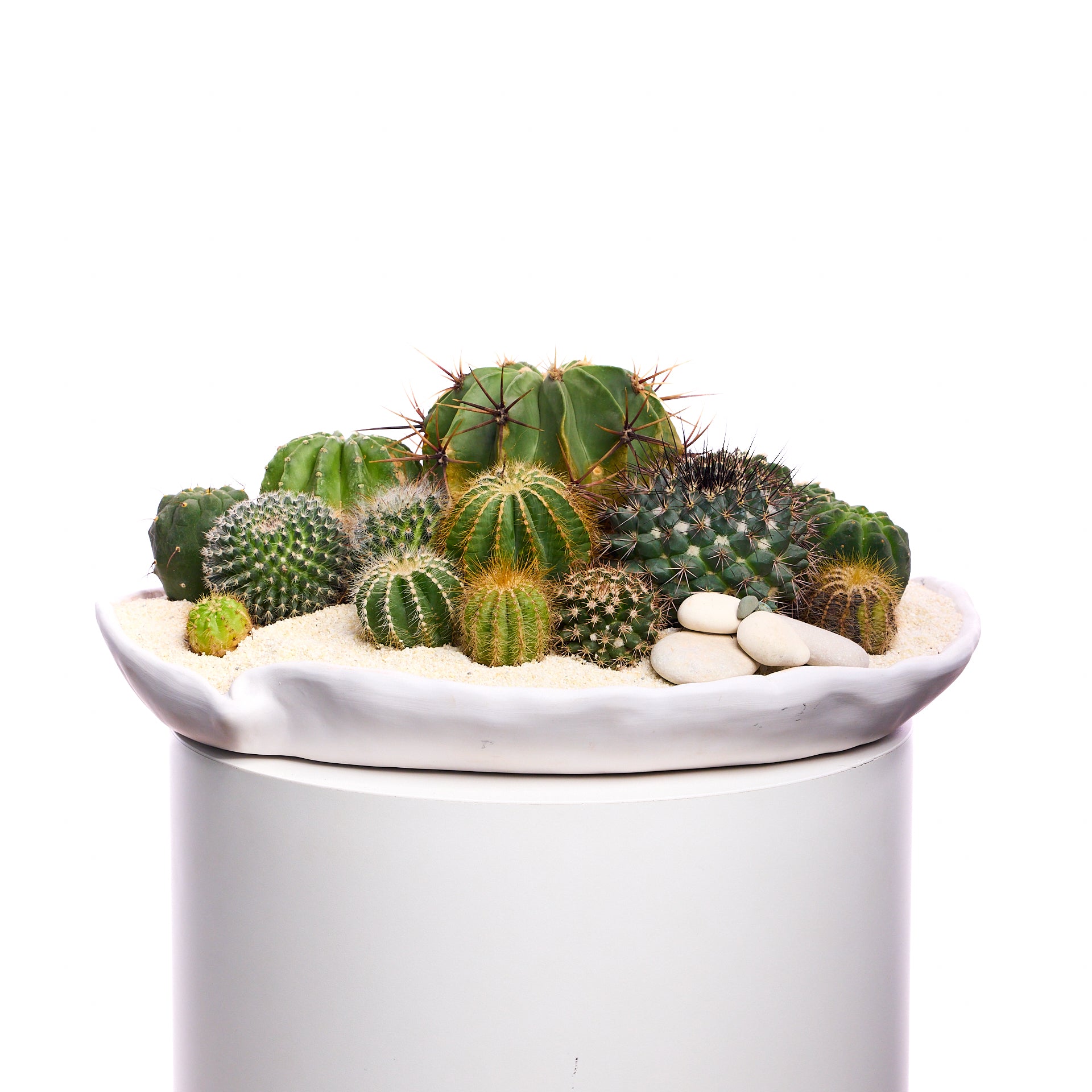 Ceramic Petale Bowl White - Cactus Plant the Future