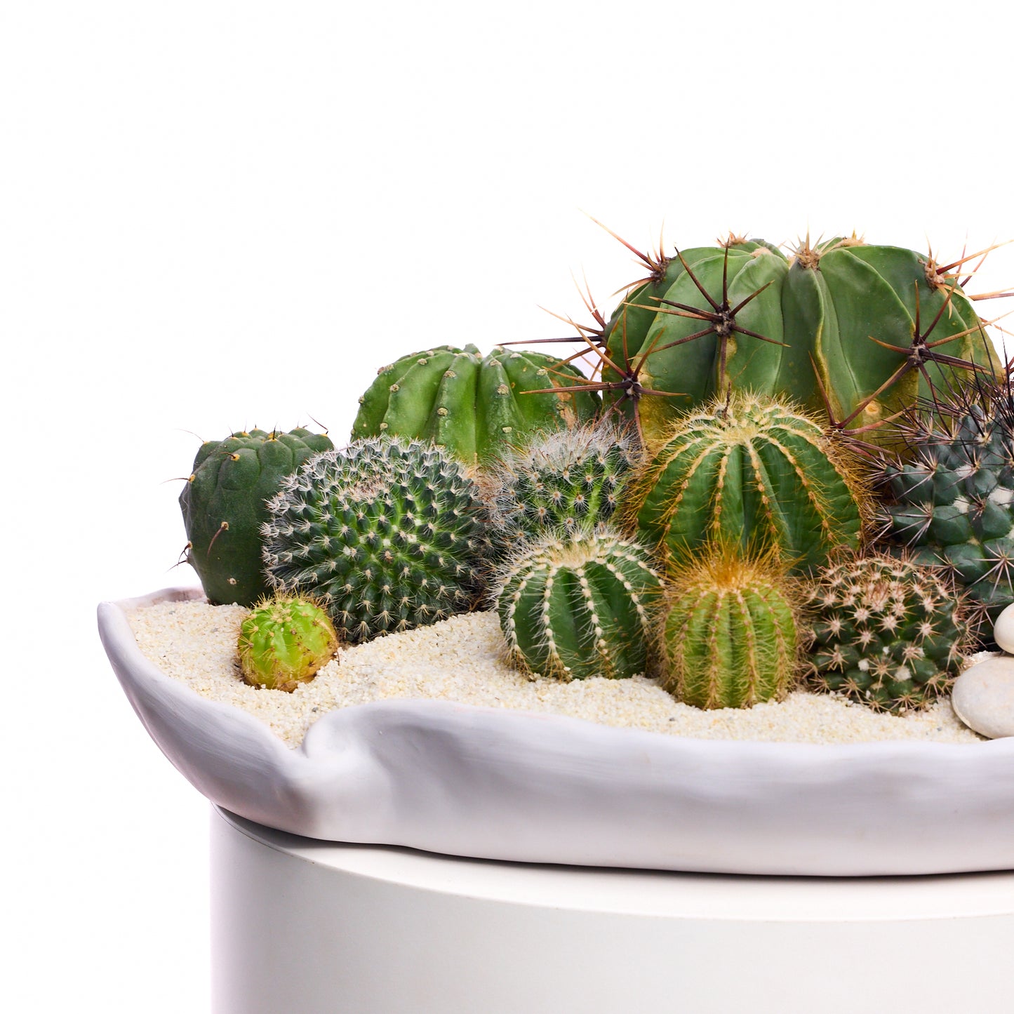 Ceramic Petale Bowl White - Cactus Plant the Future