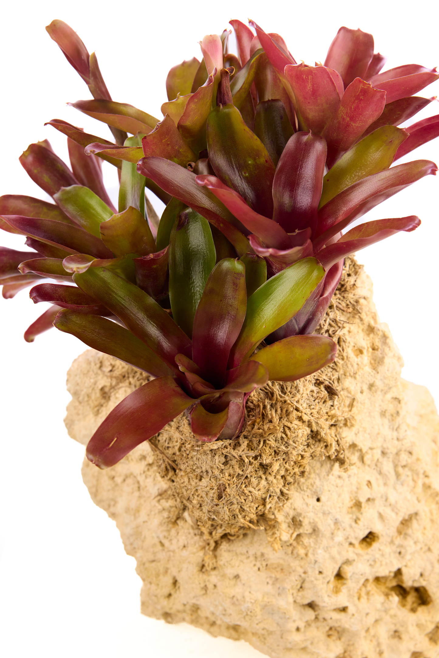 Handmade Keystone with Fireball Bromeliads Plant the Future