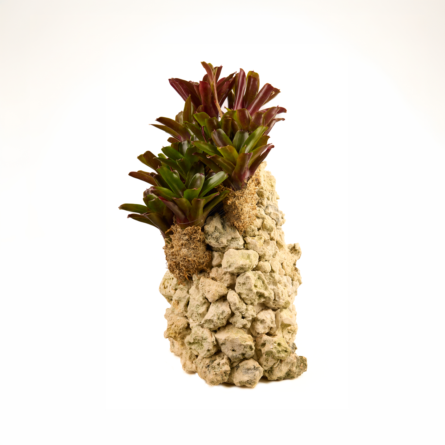 Handmade Keystone with Fireball Bromeliads Plant the Future