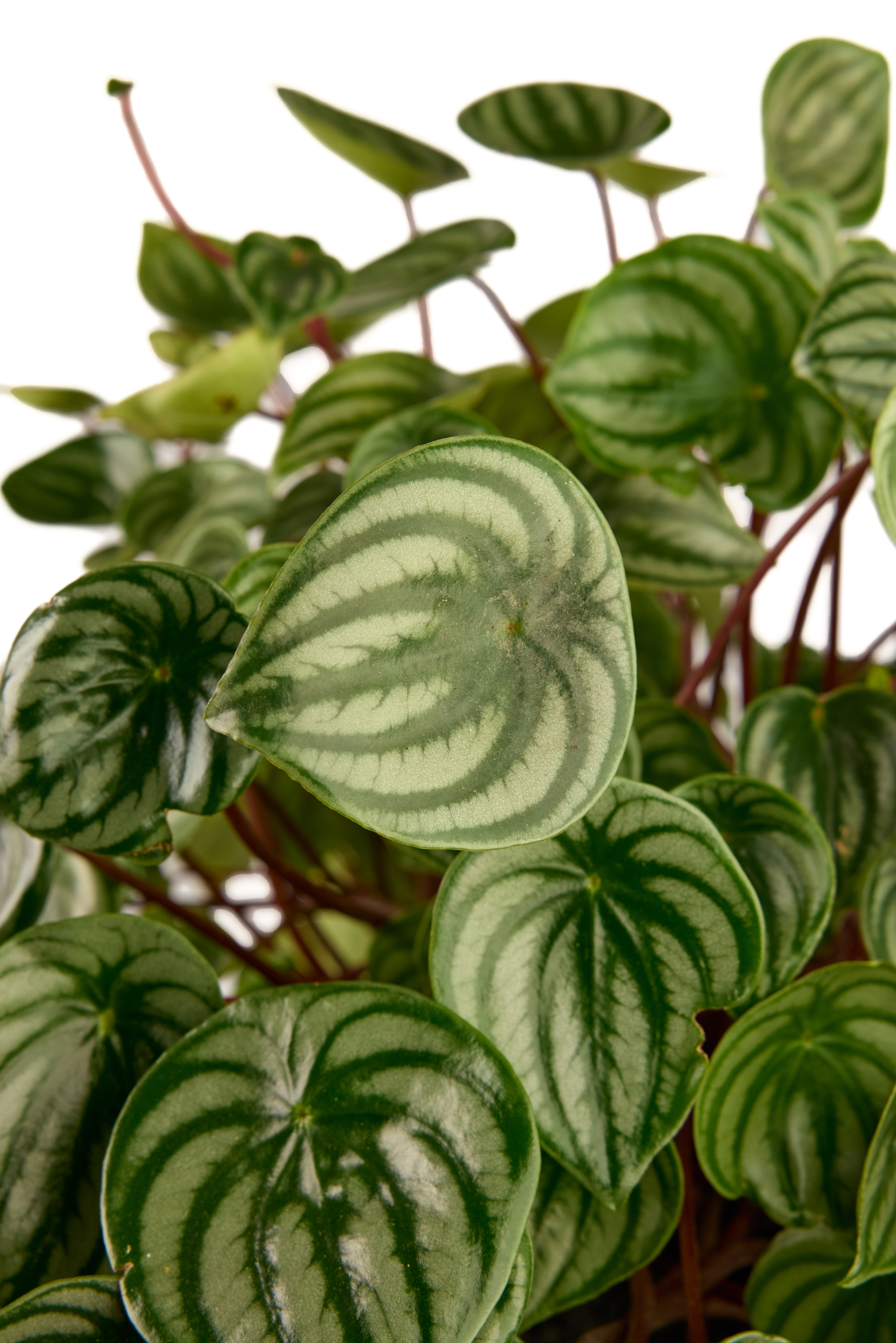 Totem Sculpture Black Short with Peperomia Plant The Future