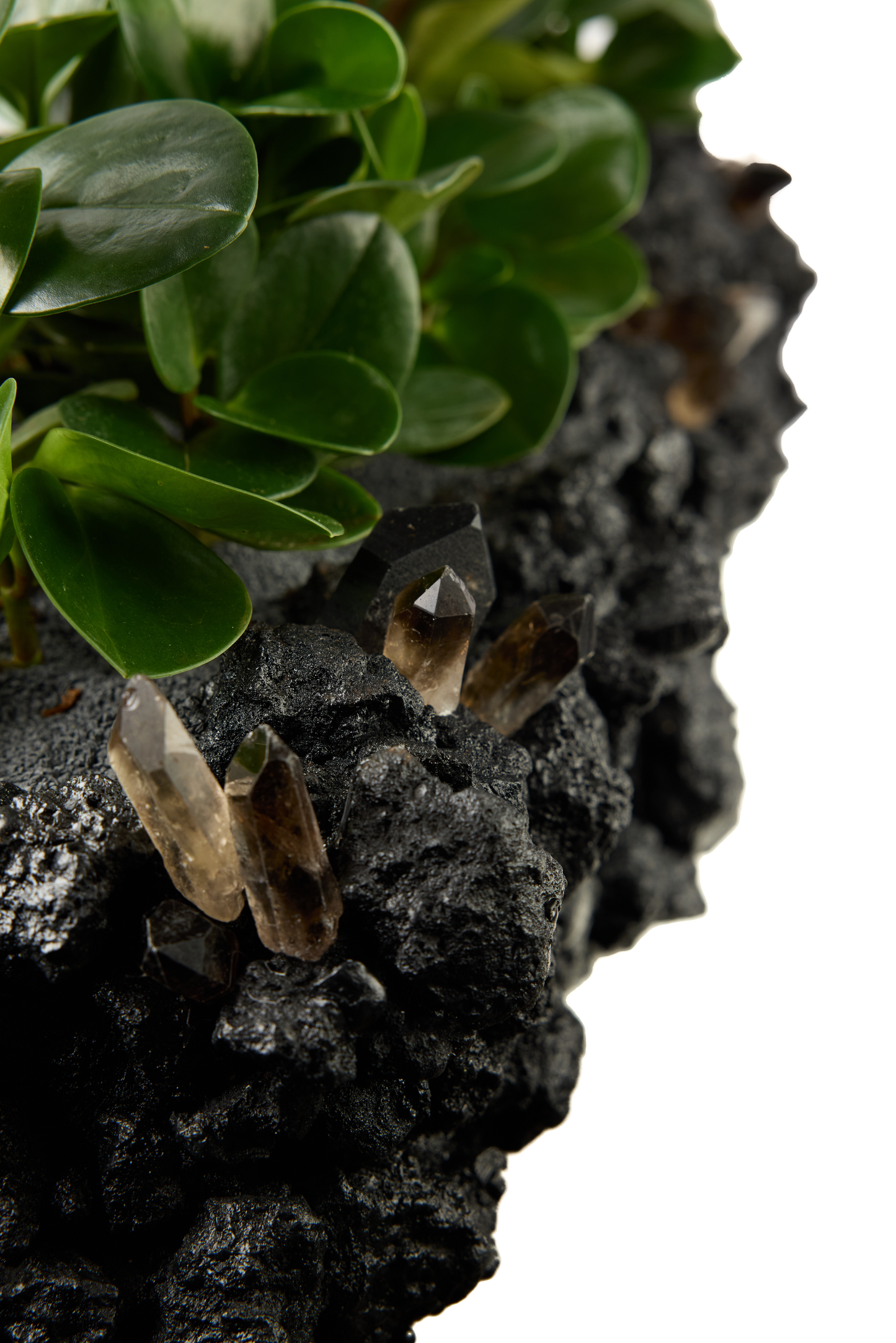 Black Keystone Trough w/ Smoky Quartz with Foliage PLANT THE FUTURE