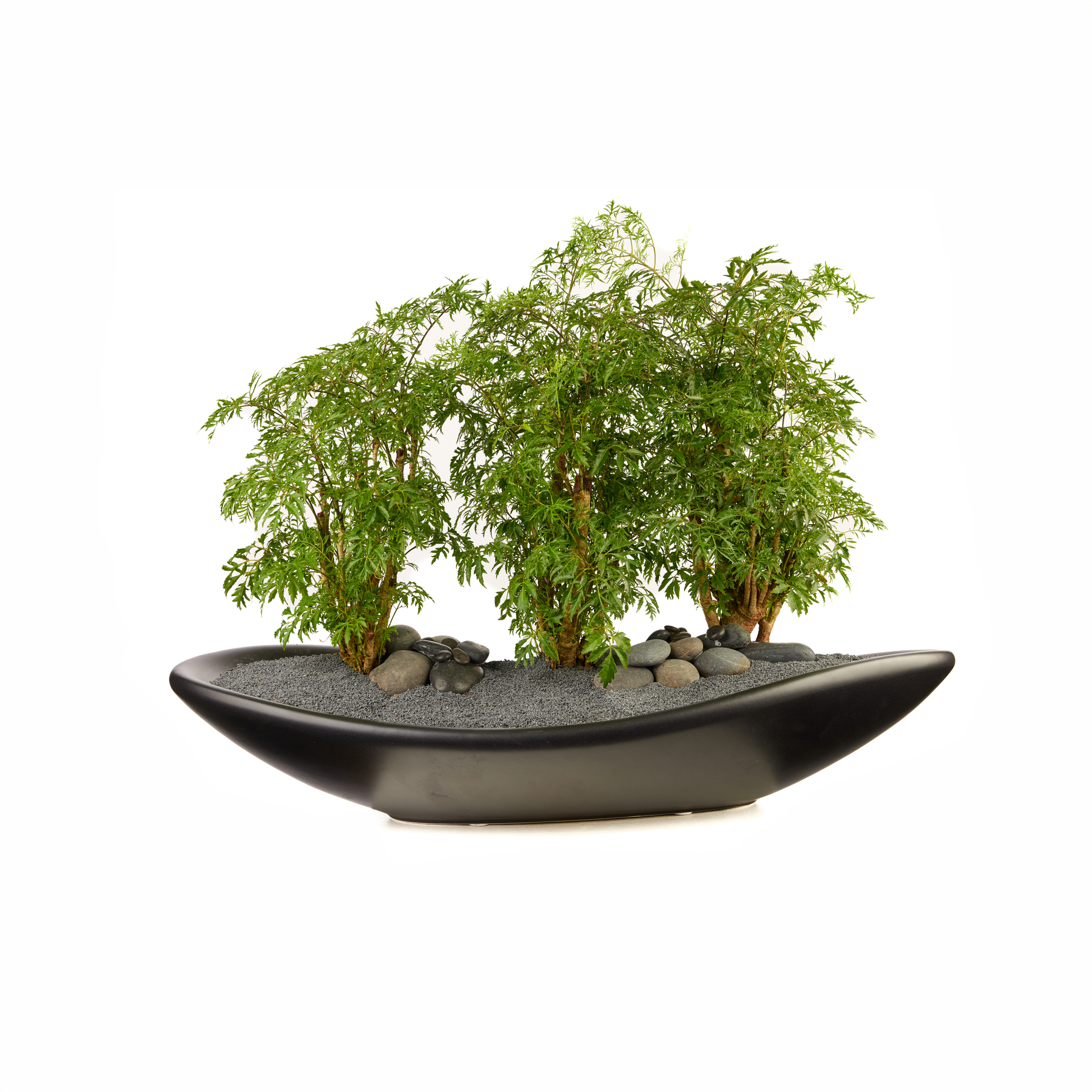 Ceramic Oblong Bowl - Foliage Plant The Future