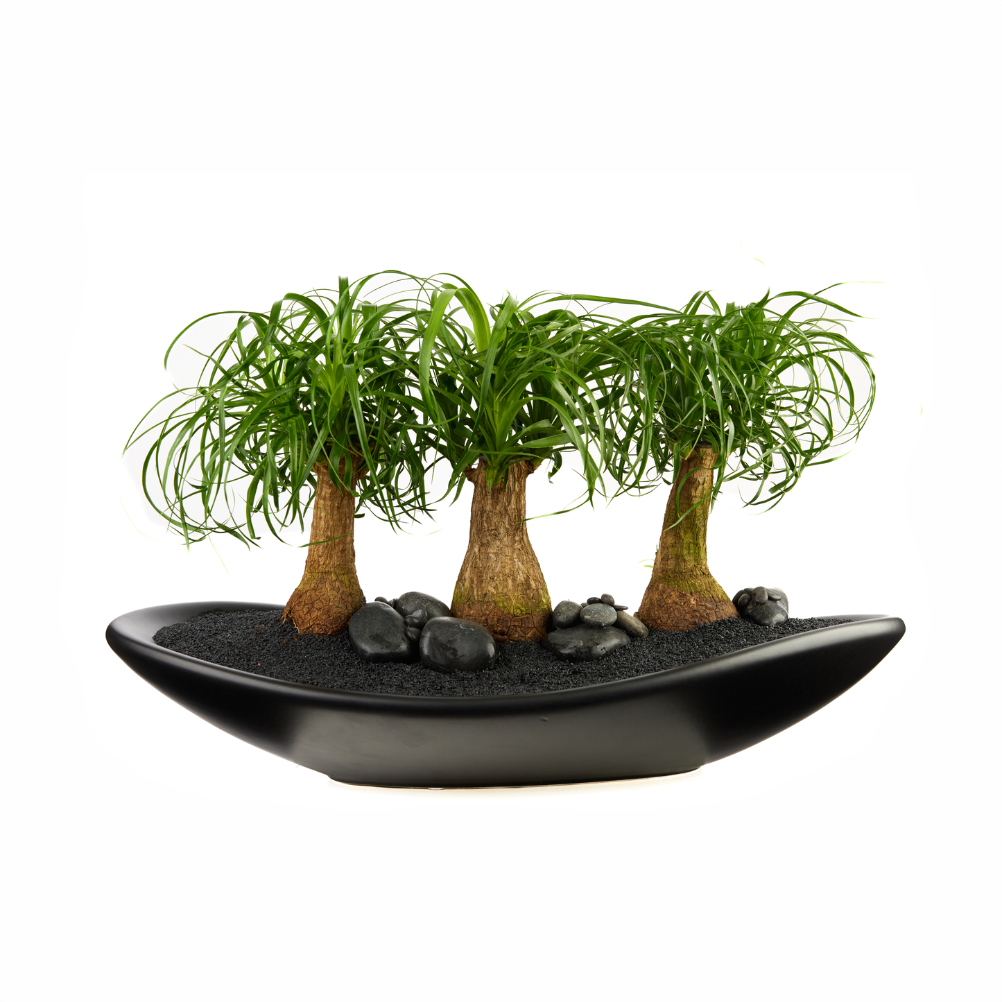 Ceramic Oblong Bowl - Foliage Plant The Future