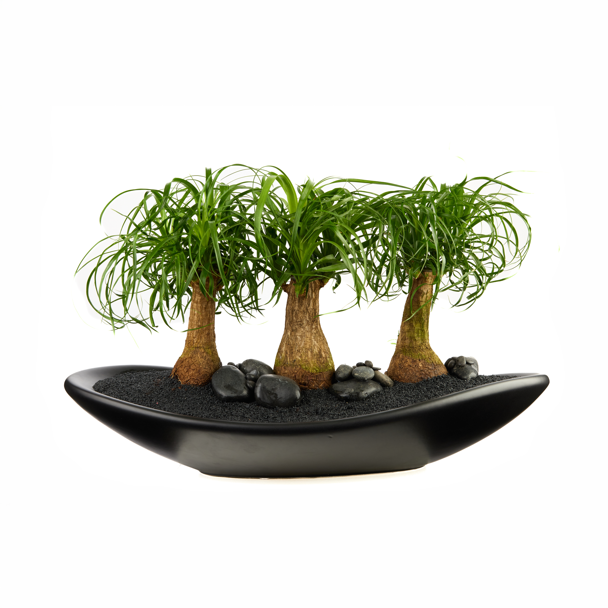 Ceramic Oblong Bowl - Foliage Plant The Future
