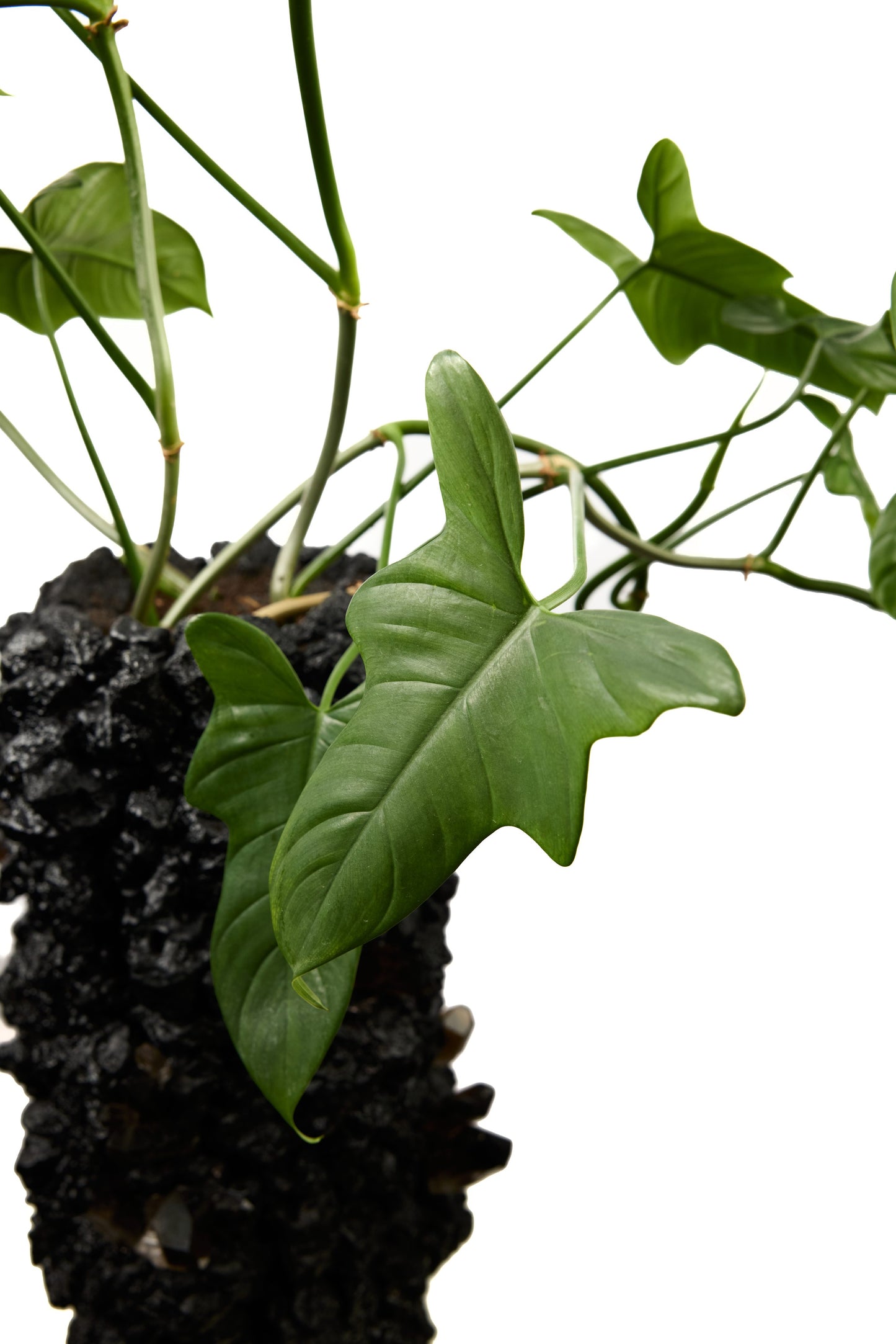 Handmade Keystone Vase - Black with Foliage W/Smoky Crystal PLANT THE FUTURE