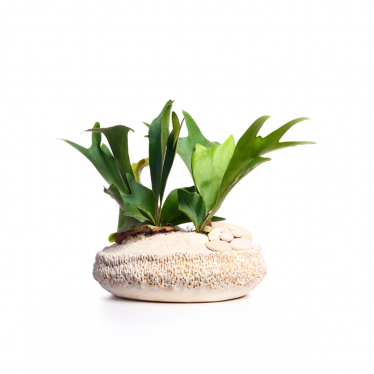 Handmade Ceramic - Chu Collection - Foliage Plant The Future