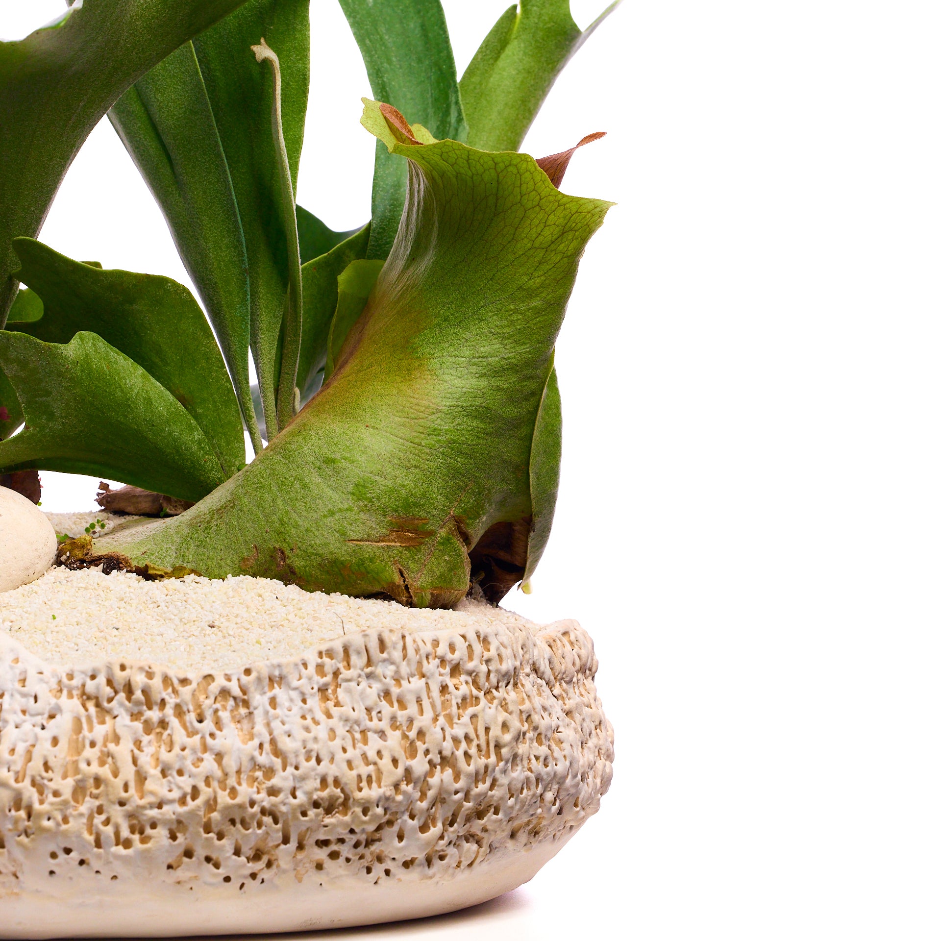Handmade Ceramic - Chu Collection - Foliage Plant The Future