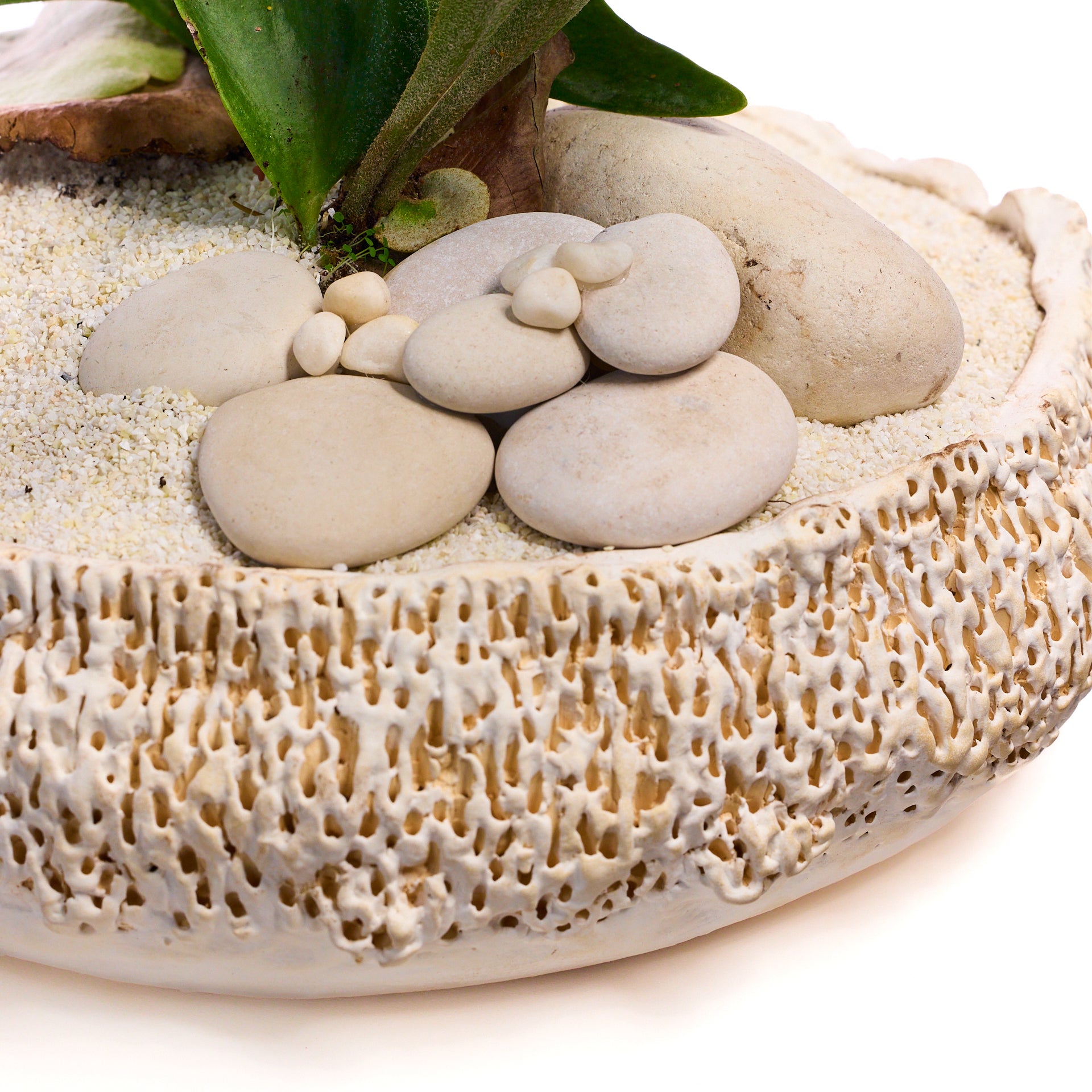 Handmade Ceramic - Chu Collection - Foliage Plant The Future