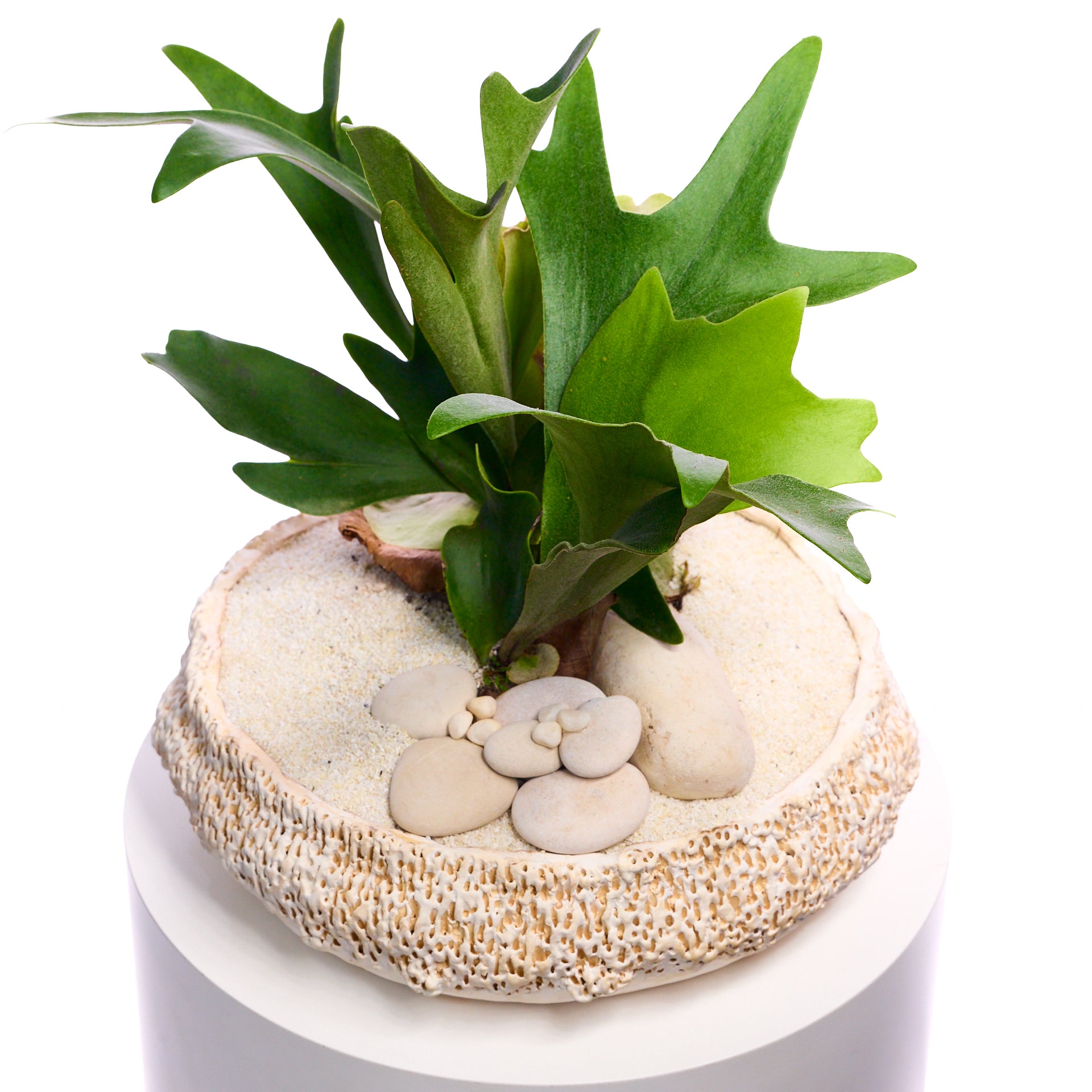 Handmade Ceramic - Chu Collection - Foliage Plant The Future