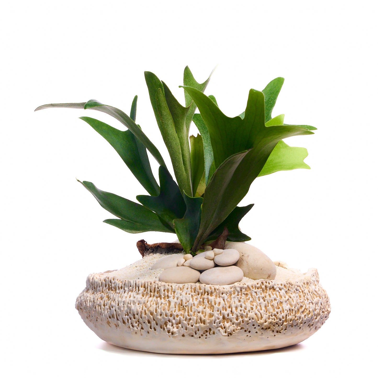 Handmade Ceramic - Chu Collection - Foliage Plant The Future