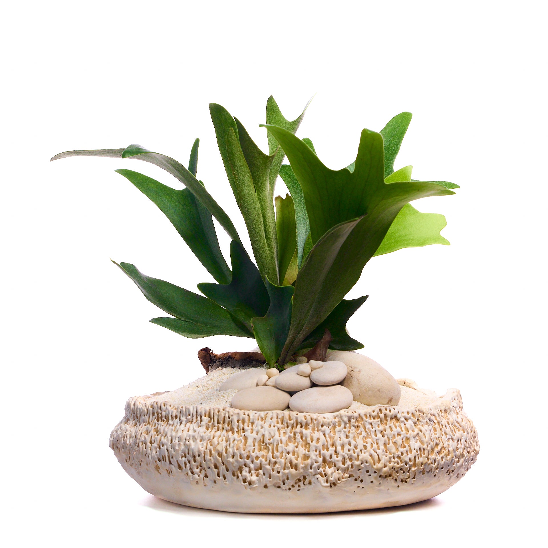 Handmade Ceramic - Chu Collection - Foliage Plant The Future