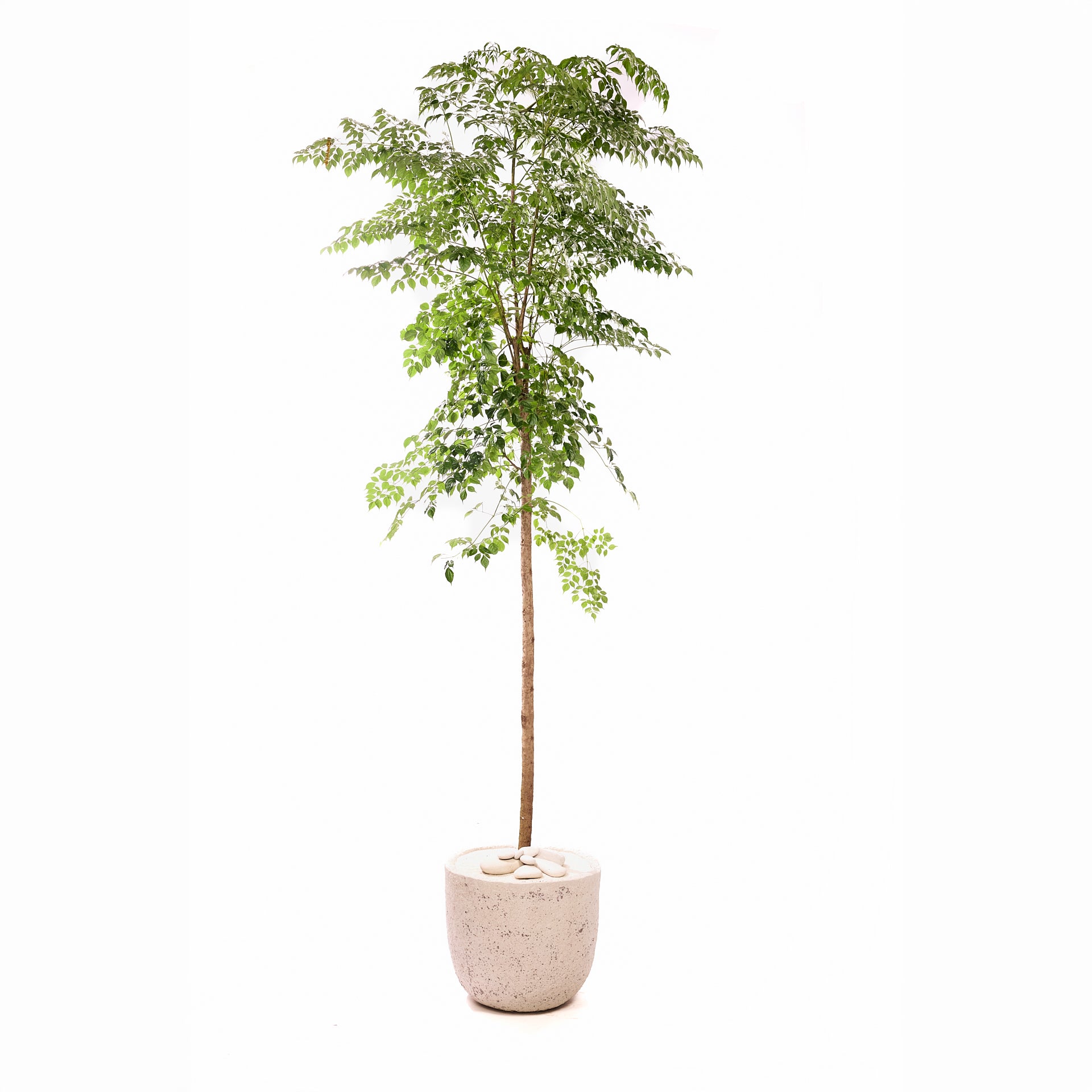 Fibercement Low Bowl Large w/ China Doll Tree  D14" H8-10' PLANT THE FUTURE
