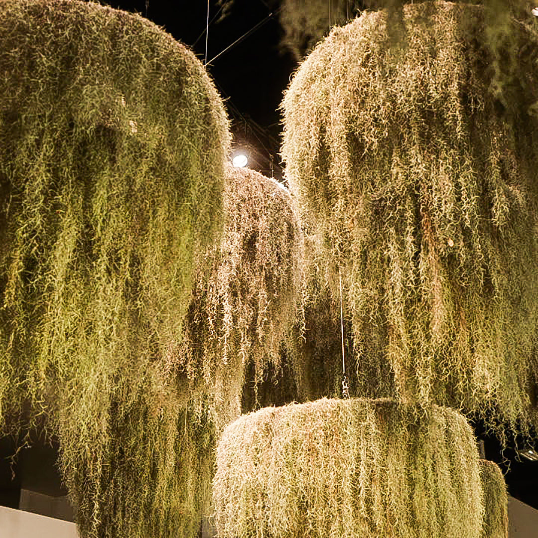 Spanish Moss Hanging Garden  - 3 Tier