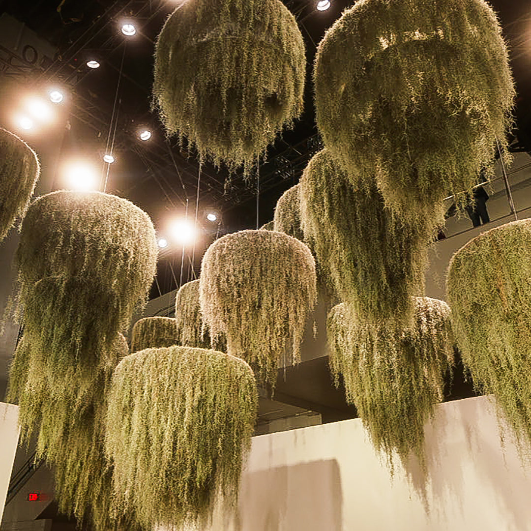 Spanish Moss Hanging Garden  - 3 Tier