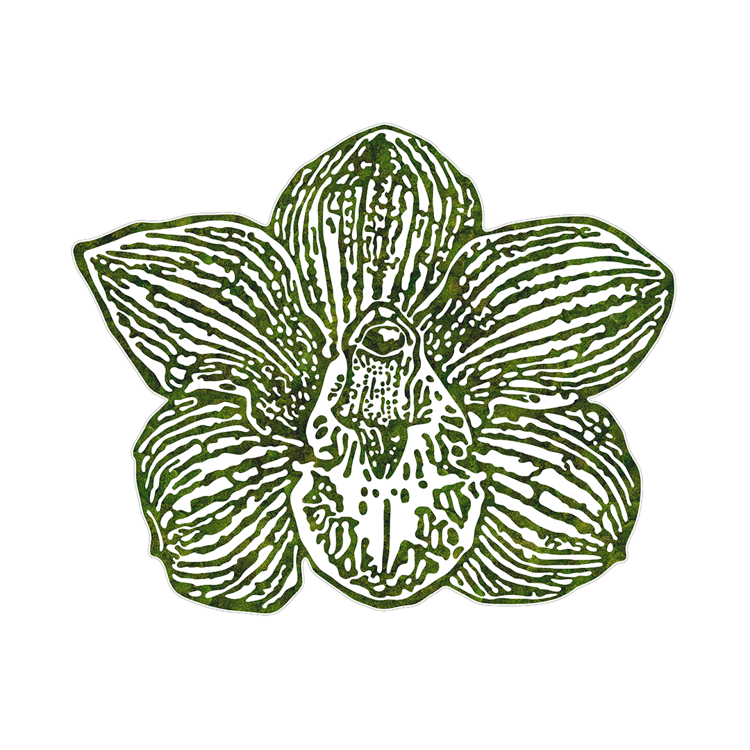 “Cimbidium” (2024)
