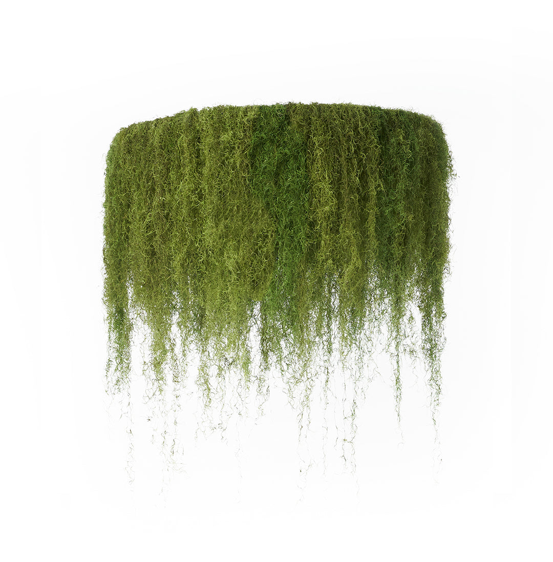 hanging moss plants Spanish Moss Hanging Garden