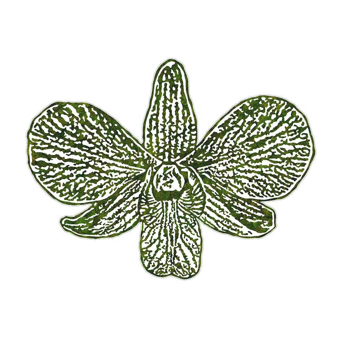 “Dendrobium” (2024)