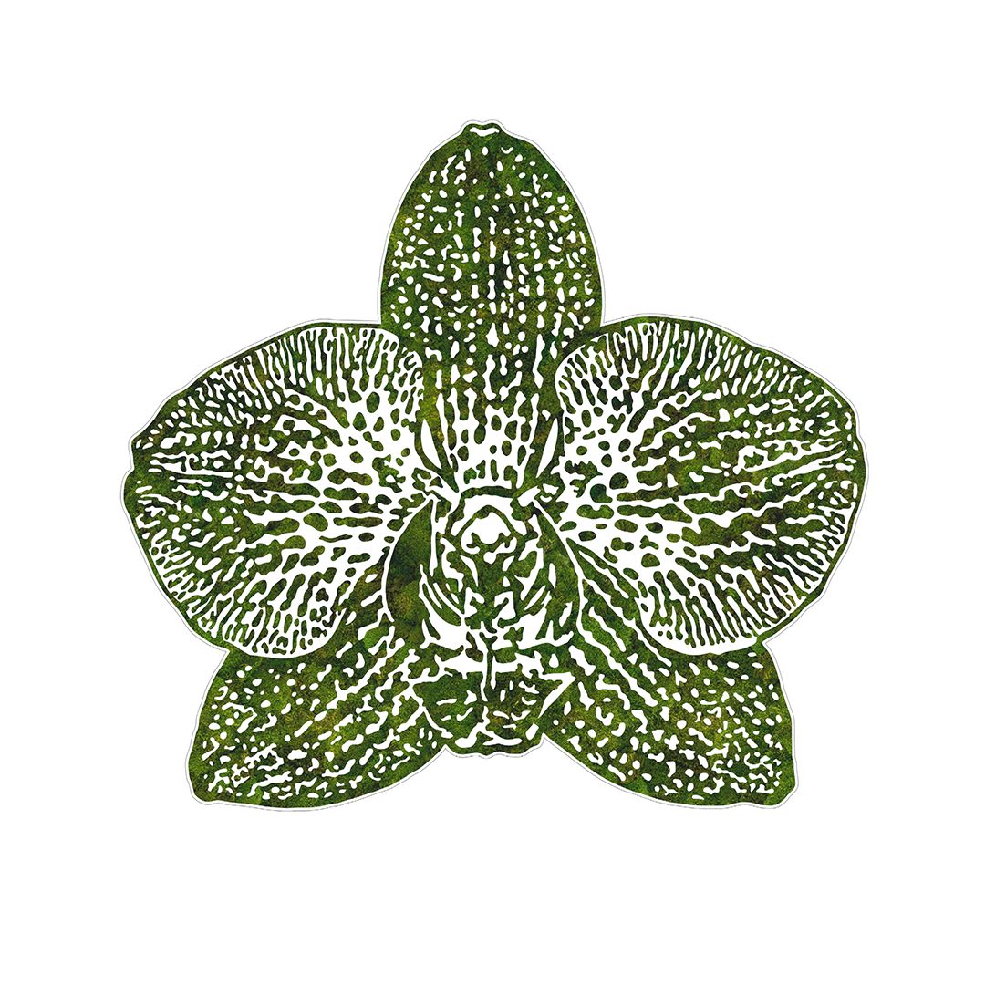 “Phaleanopsis” (2024)