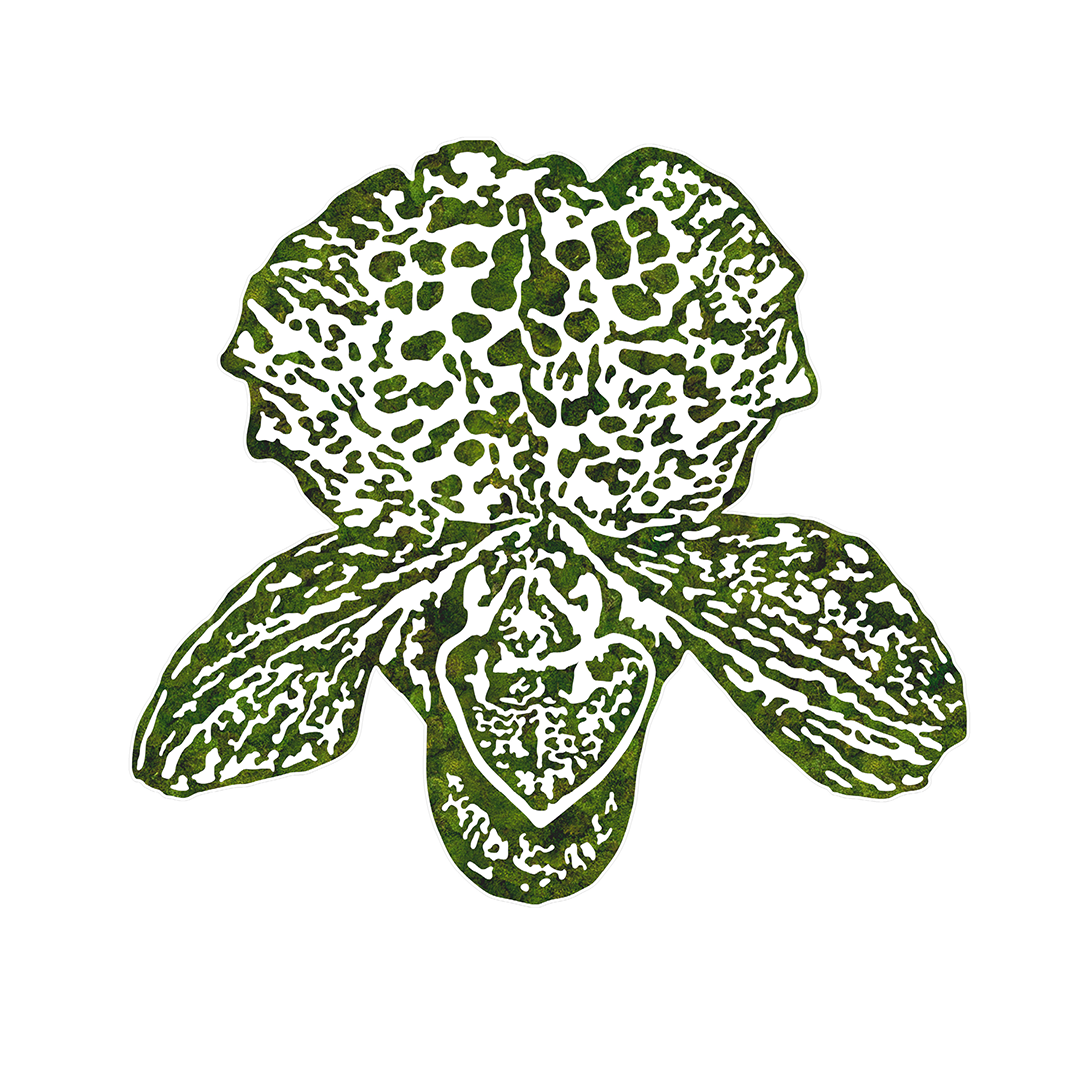 “Lady Slipper” (2024)