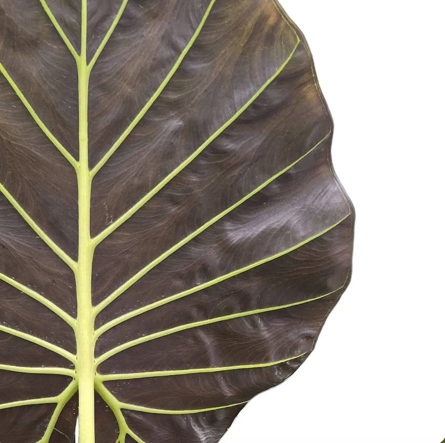 Alocasia Regal Shield Plant D10" PLANT THE FUTURE
