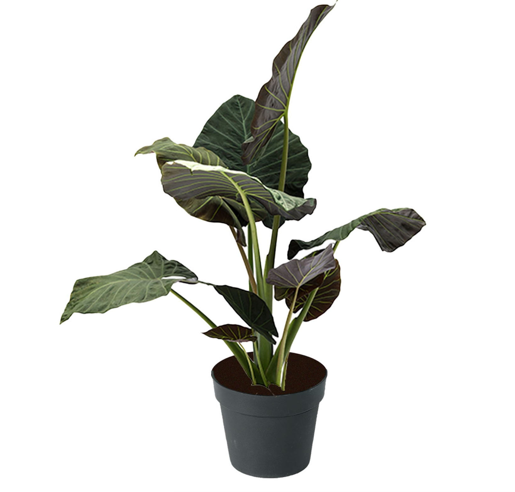 Alocasia Regal Shield Plant D10" PLANT THE FUTURE