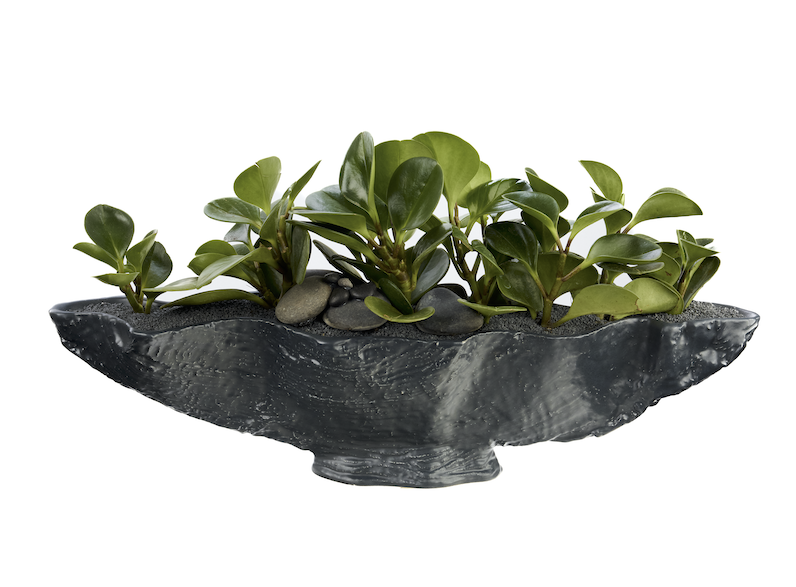 Porcelain Boat-Shaped w/Peperomia plant PLANT THE FUTURE