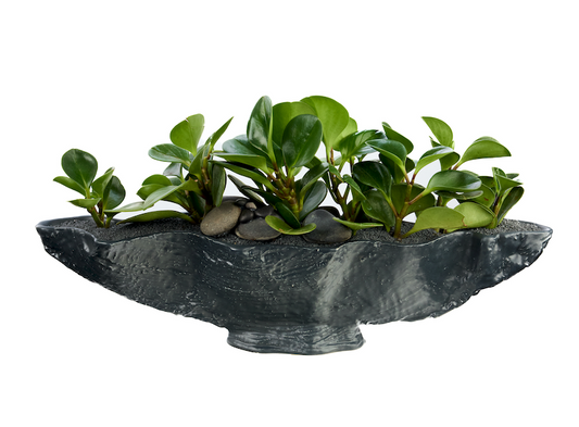 Porcelain Boat-Shaped w/Peperomia plant PLANT THE FUTURE