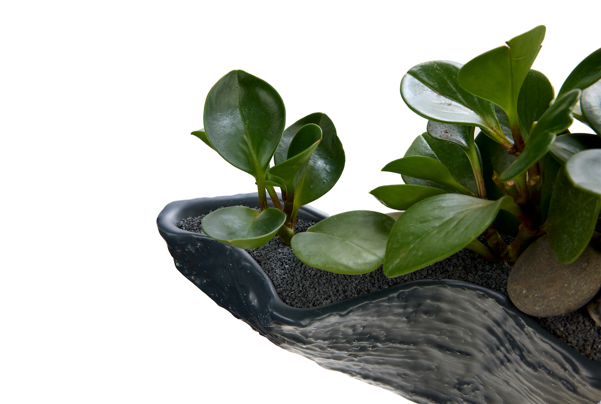 Porcelain Boat-Shaped w/Peperomia plant PLANT THE FUTURE