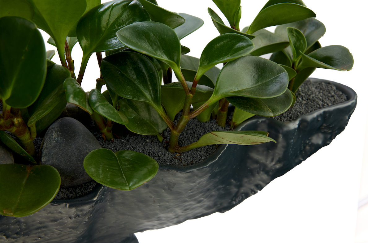 Porcelain Boat-Shaped w/Peperomia plant PLANT THE FUTURE