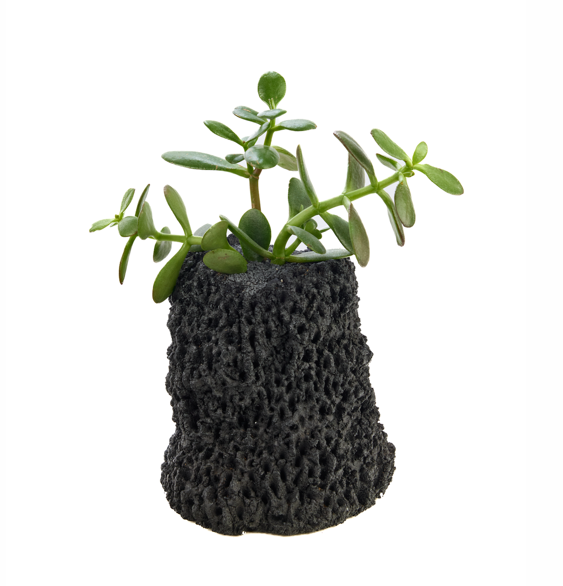 Handmade Ceramic Vase Black - Chu Collection - Foliage Plant The Future