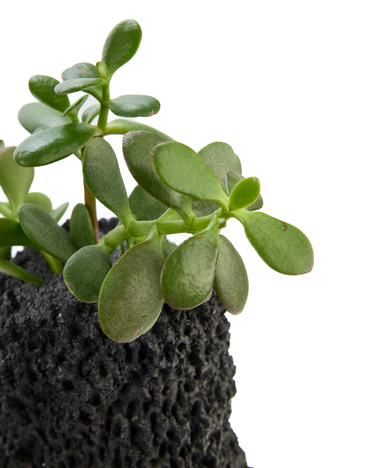 Handmade Ceramic Vase Black - Chu Collection - Foliage Plant The Future
