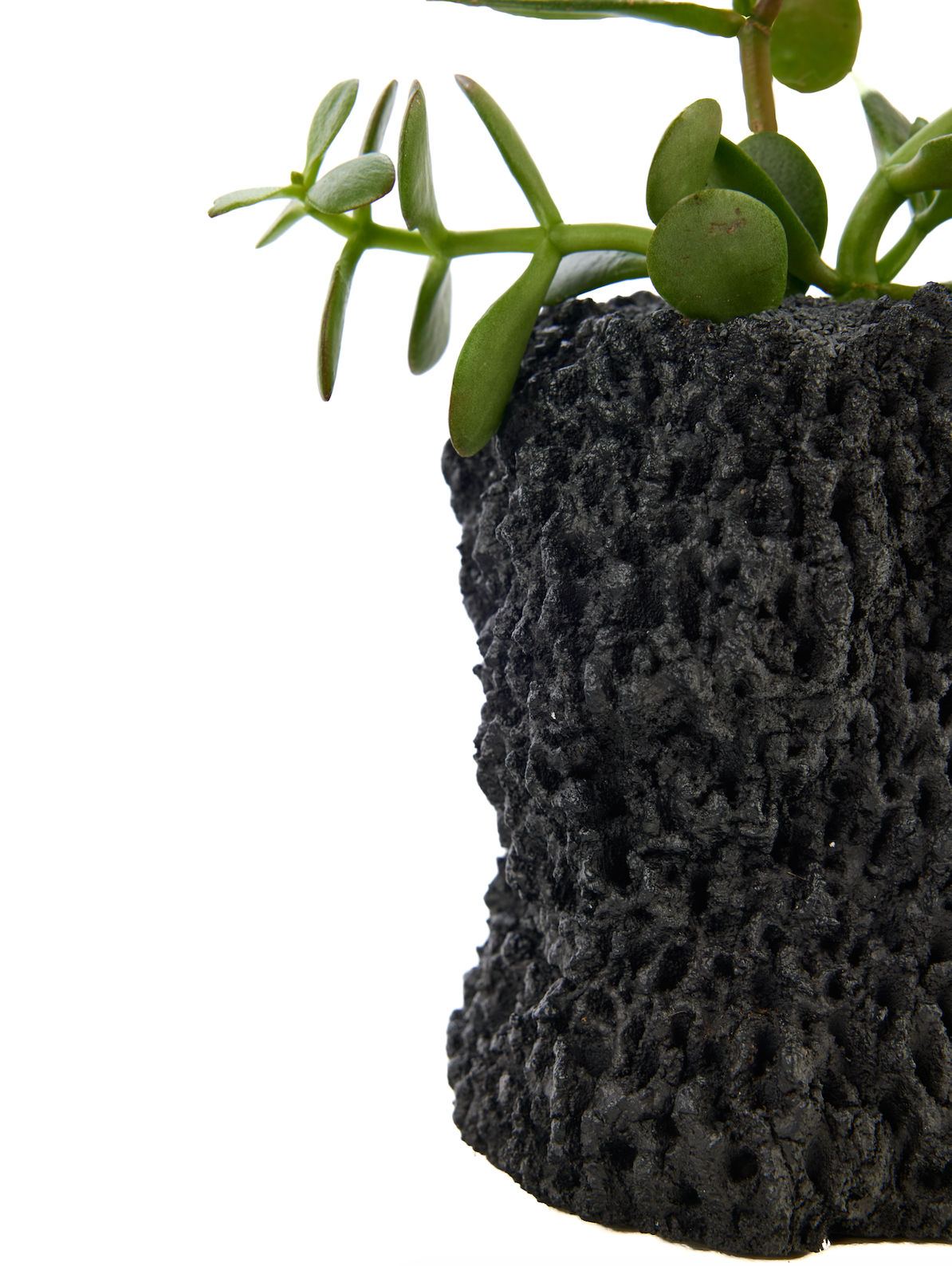 Handmade Ceramic Vase Black - Chu Collection - Foliage Plant The Future