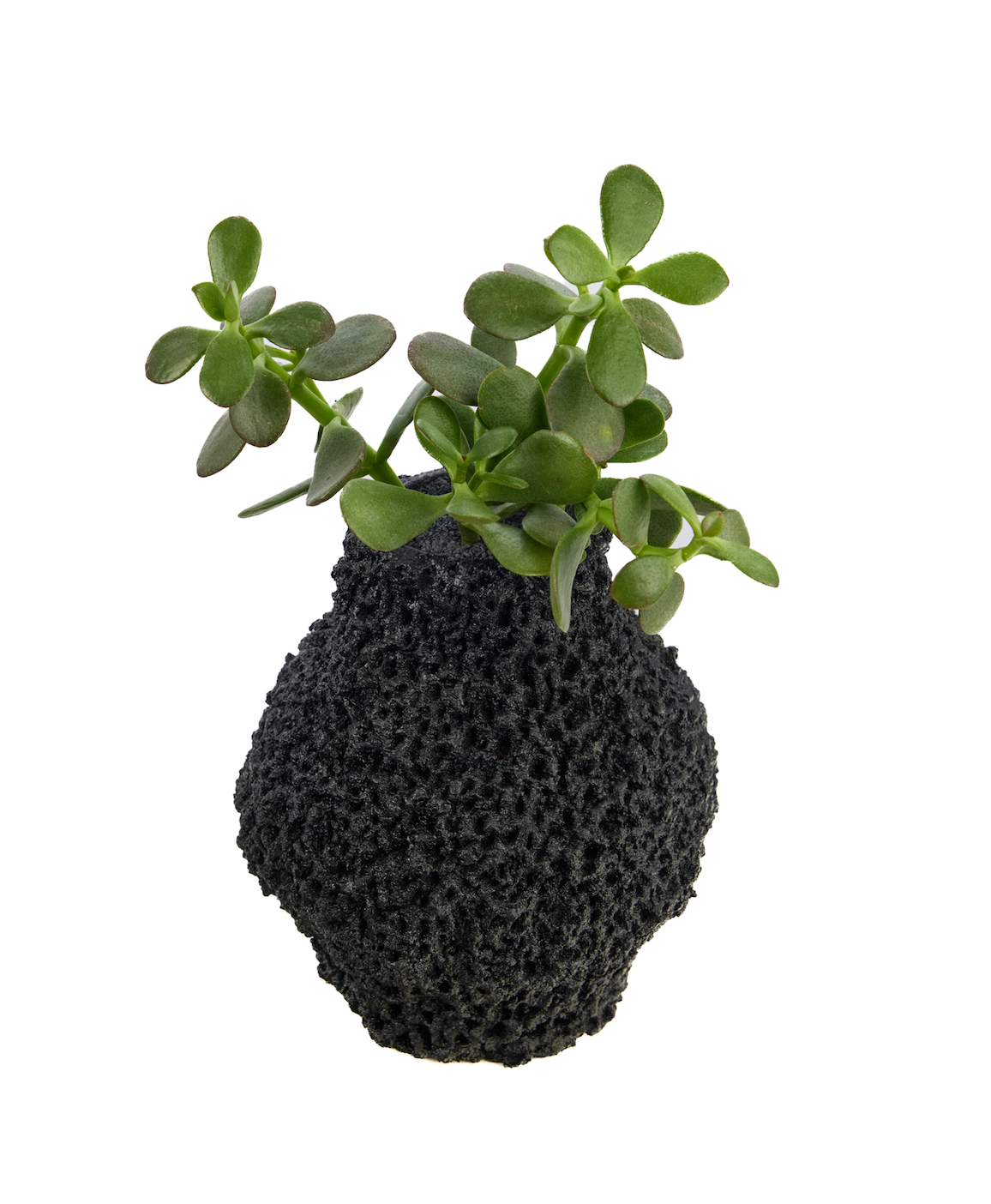 Handmade Ceramic Vase Black - Chu Collection - Foliage Plant The Future