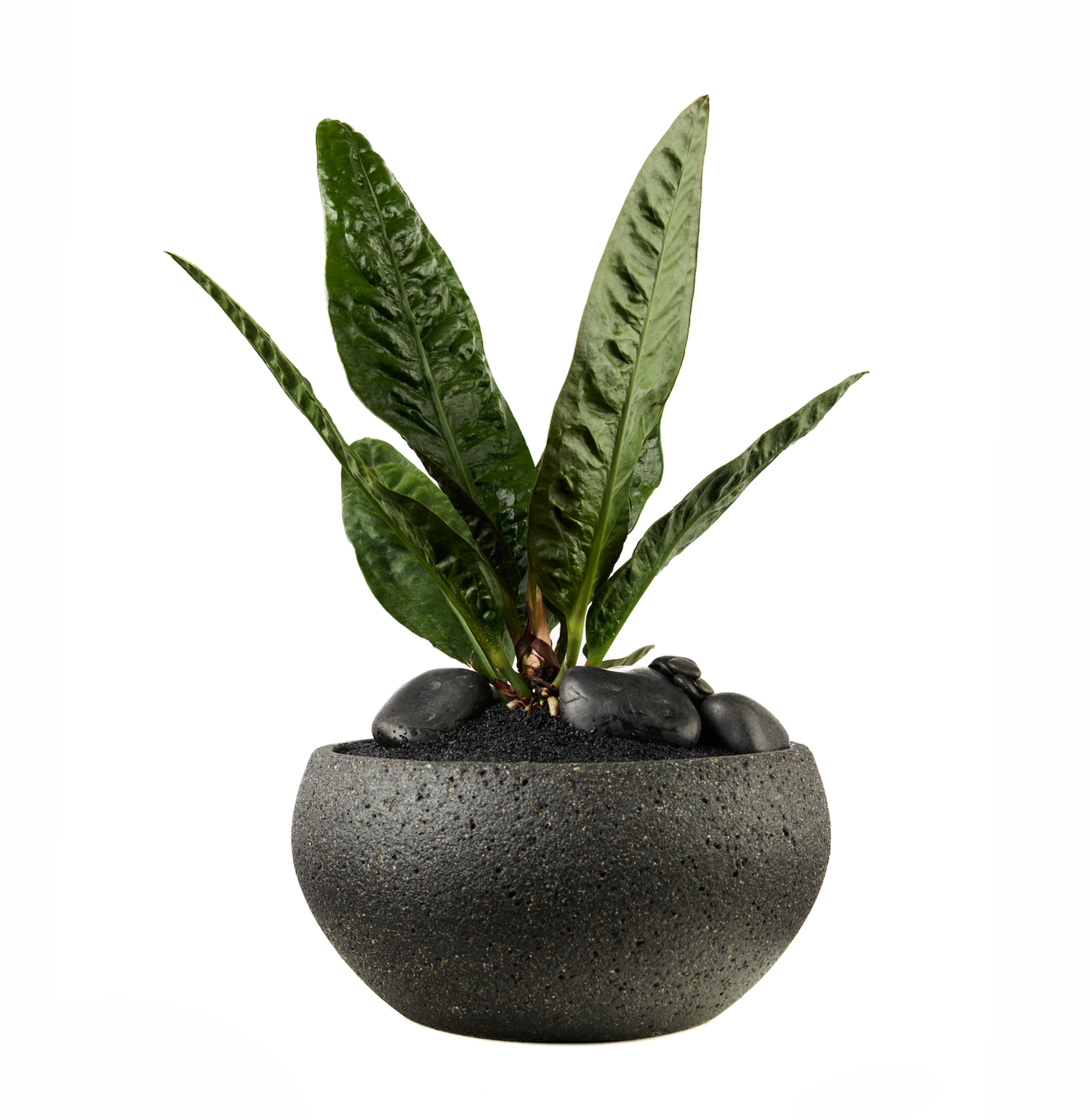 Fibercement Low Bowl w/Anthurium SuperBum PLANT THE FUTURE