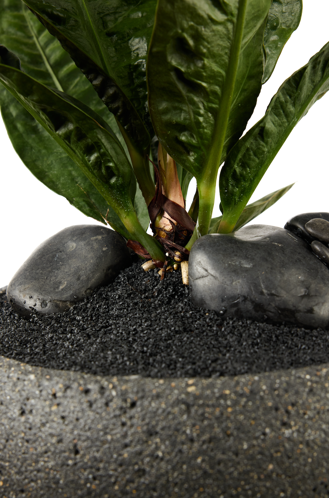 Fibercement Low Bowl w/Anthurium SuperBum PLANT THE FUTURE