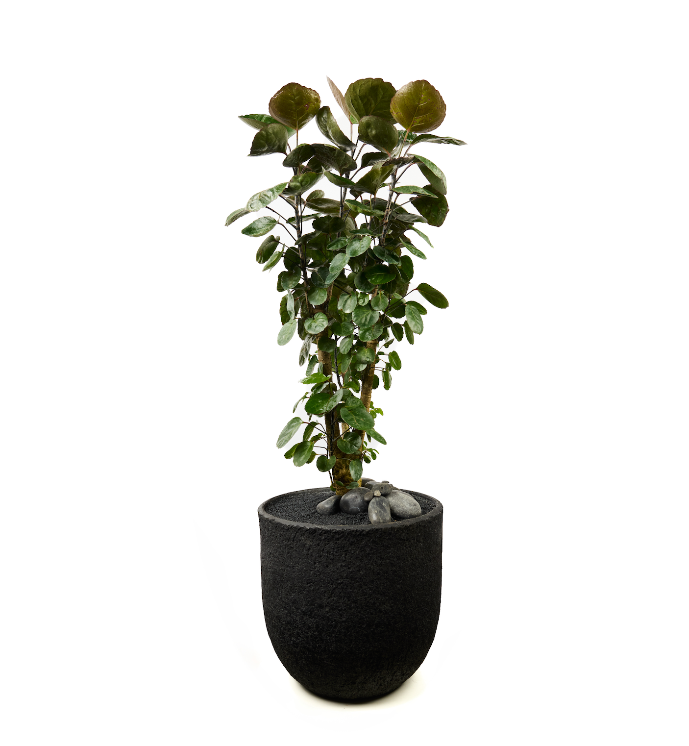 Fibercement Round With Aralia Fabian PLANT THE FUTURE
