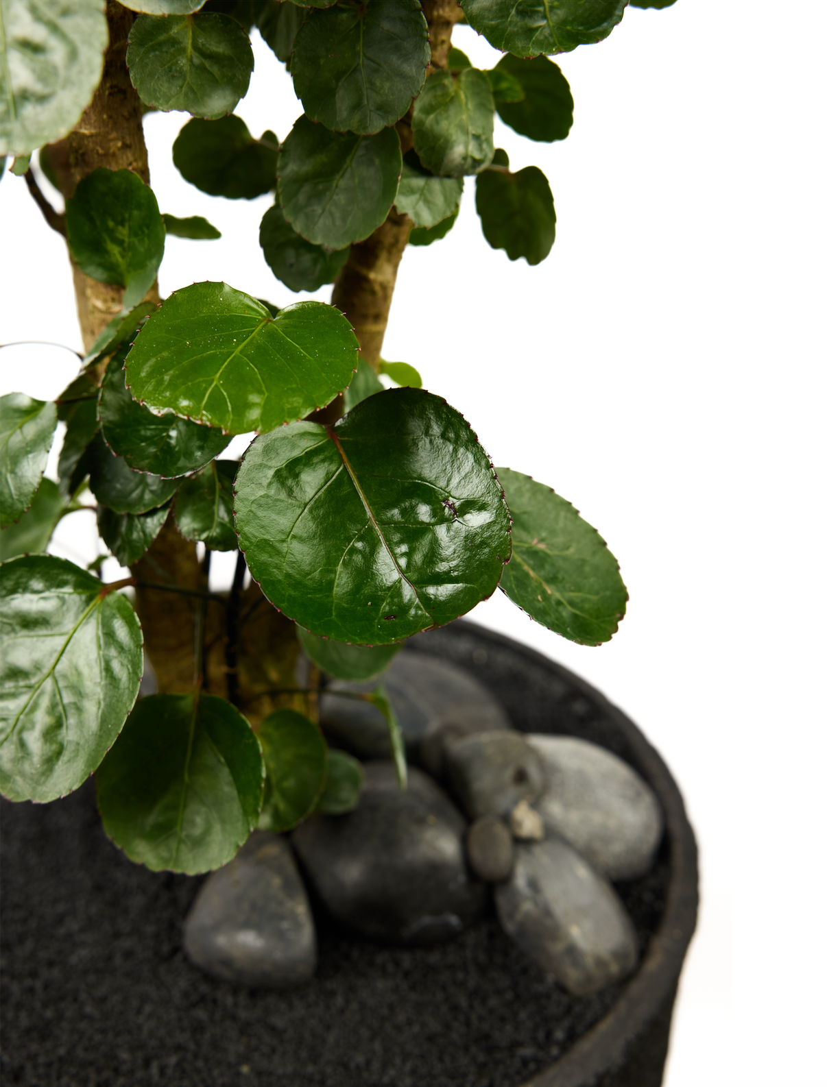 Fibercement Round With Aralia Fabian PLANT THE FUTURE