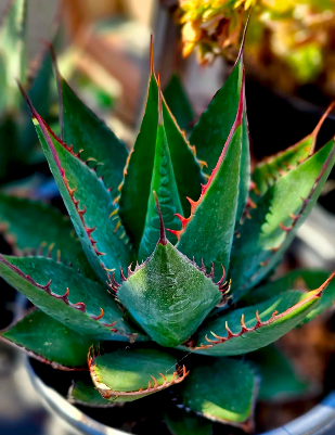 Agave Assorted D6"