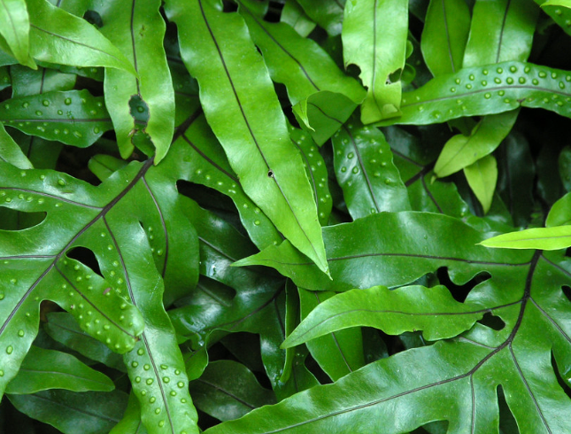 Wart Fern 3G / 10"